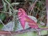 130178 – Photo : Dominique THAUVIN – France (45)