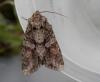130380 – Photo : Dominique THAUVIN – France (45)