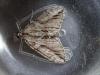 130441 – Photo : Dominique THAUVIN – France (45)