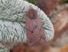 130464 – Photo : Dominique THAUVIN – France (45)