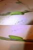 130993 – Photo : Vita – France (53)