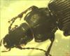130709 – Photo : Anonyme – France (55)