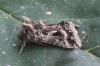 130616 – Photo : Jc.grandmaire – France (83)