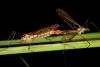 130553 – Photo : Carlos Ordonez – Suisse