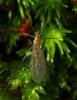 130204 – Photo : Pierre Tillier – France (95)