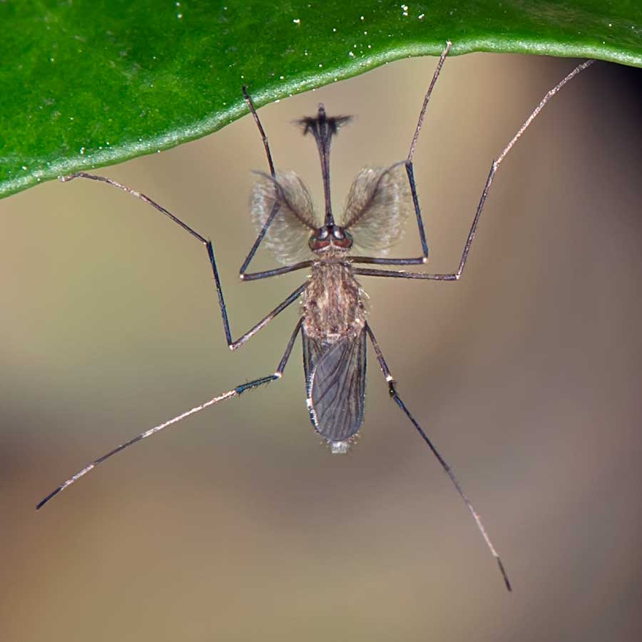 Eugène Vandebeulque - Culex sp. - réf. 130607 (900 x 900 pixels, 41 ko)
