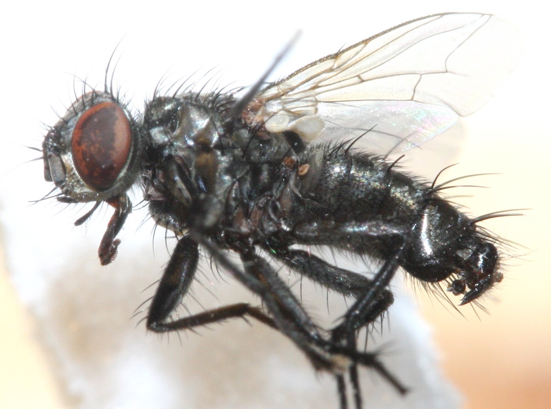 lauriaut - Sarcophaga (Krameromyia) anaces - réf. 130313 (1078 x 800 pixels, 190 ko)