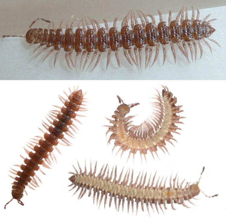 Réf. 130861 — DIPLOPODA > Polydesmida > Polydesmidae > Polydesmus