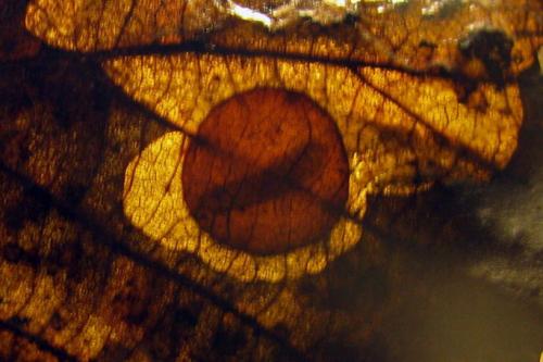 Heterarthrus vagans