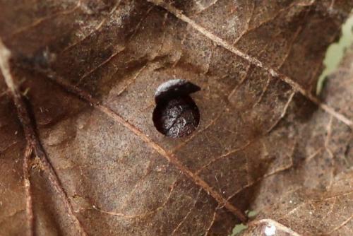 Heterarthrus vagans