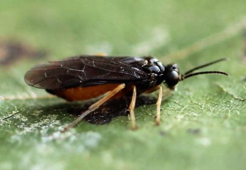Heterarthrus vagans