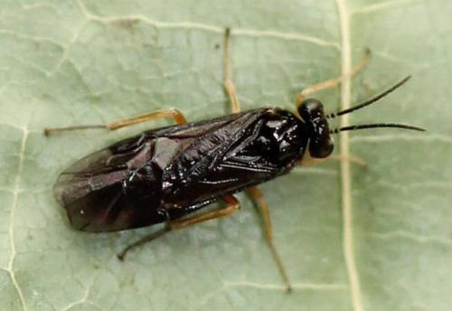 Heterarthrus vagans