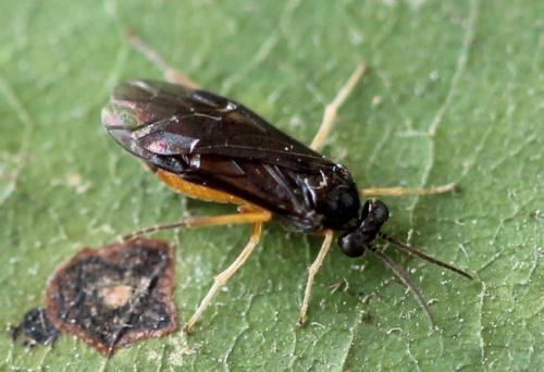 Heterarthrus vagans