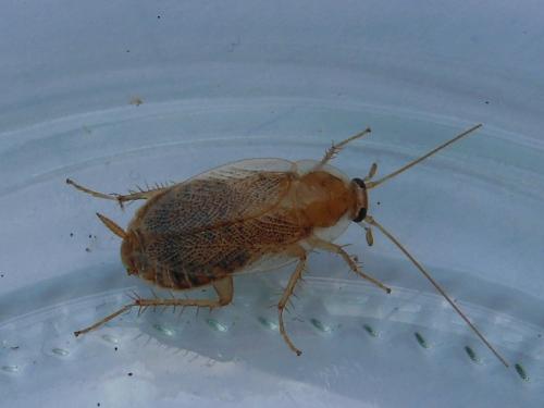 Planuncus vinzi