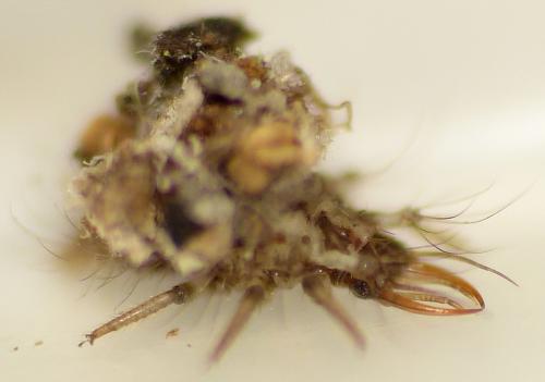 Chrysotropia ciliata