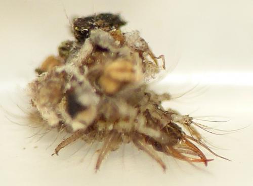 Réf. 131 291 : Chrysotropia ciliata
