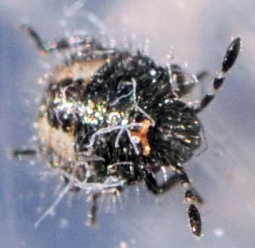 Dolycoris baccarum