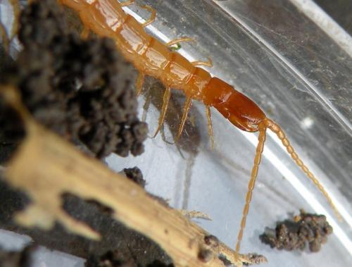 Cryptops sp.