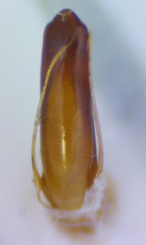 Leiodes cinnamomea