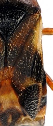 Anthocoris sp.