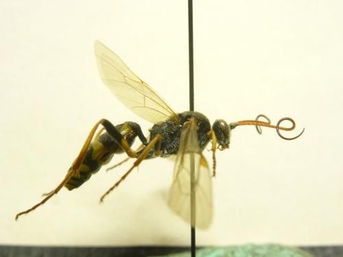 Réf. 131 744 : Amblyteles armatorius