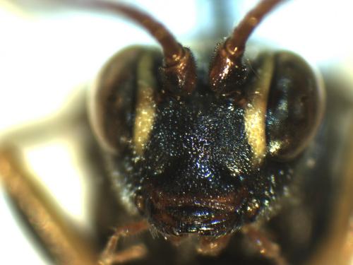 Réf. 131 745 : Amblyteles armatorius