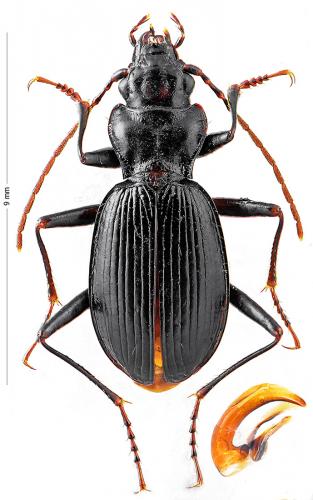 Réf. 131 908 : Nebria laticollis pennina