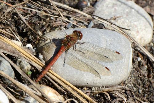 Sympetrum striolatum