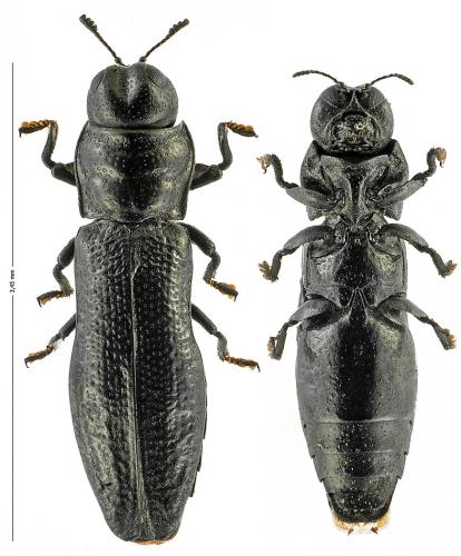 Réf. 131 511 : Aphanisticus emarginatus