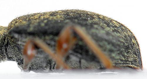 Phyllobius glaucus