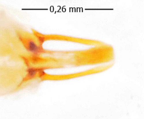 Réf. 131 810 : Scaphisoma agaricinum