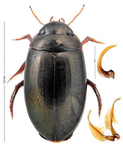 Ilybius montanus