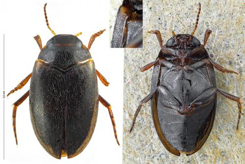 Hydroporus pubescens