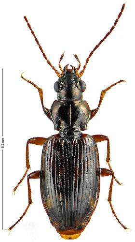 Réf. 131 742 : Bembidion dentellum