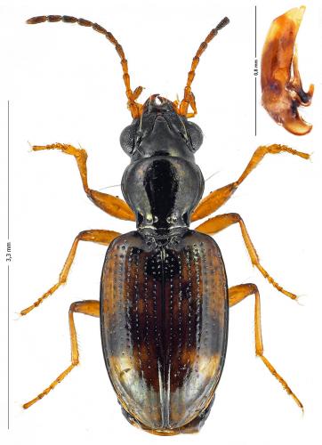 Bembidion articulatum