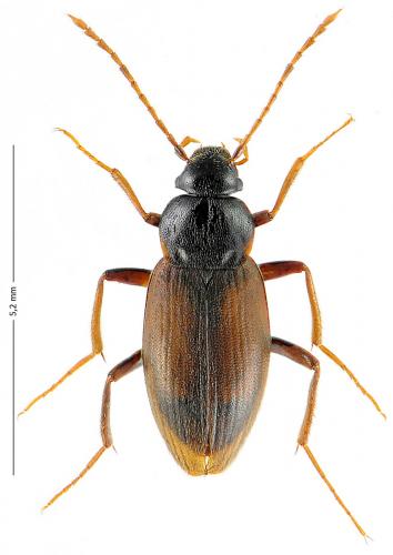 Choleva sp.