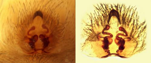 Anyphaena numida
