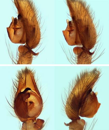 Anyphaena numida
