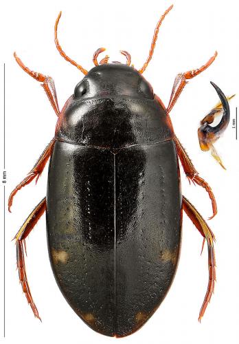 Réf. 131 732 : Agabus guttatus