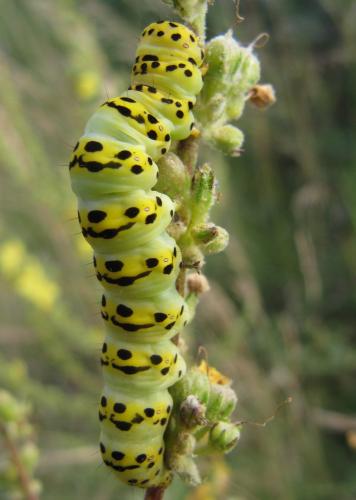 Réf. 131 941 : Cucullia lychnitis