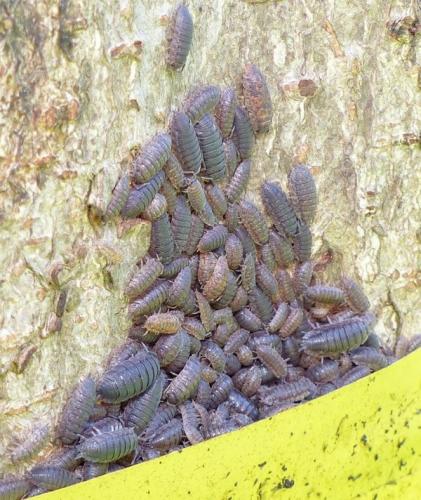 Porcellio scaber