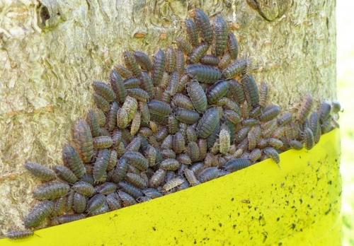 Porcellio scaber