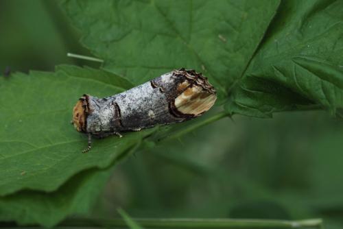 Phalera bucephala
