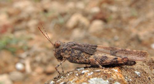 Sphingonotus pachecoi
