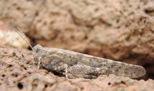 Réf. 131 204 : Sphingonotus rubescens rubescens