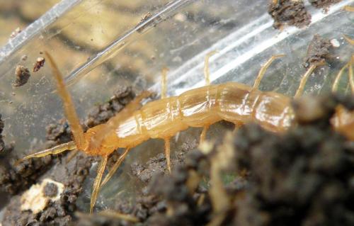 Cryptops sp.