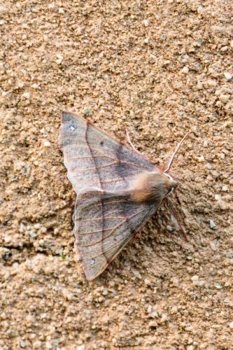 Colotois pennaria