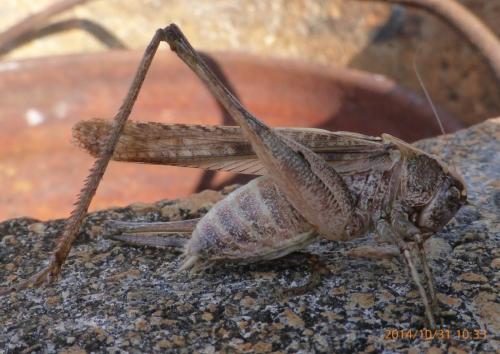 Réf. 131 074 : Platycleis sp.