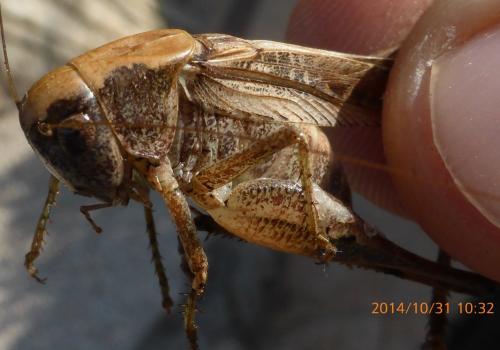 Platycleis sp.