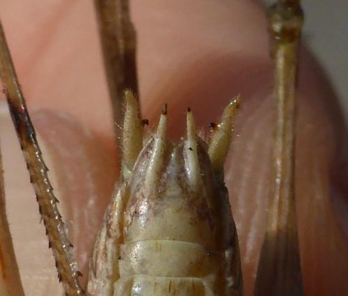 Platycleis sp.